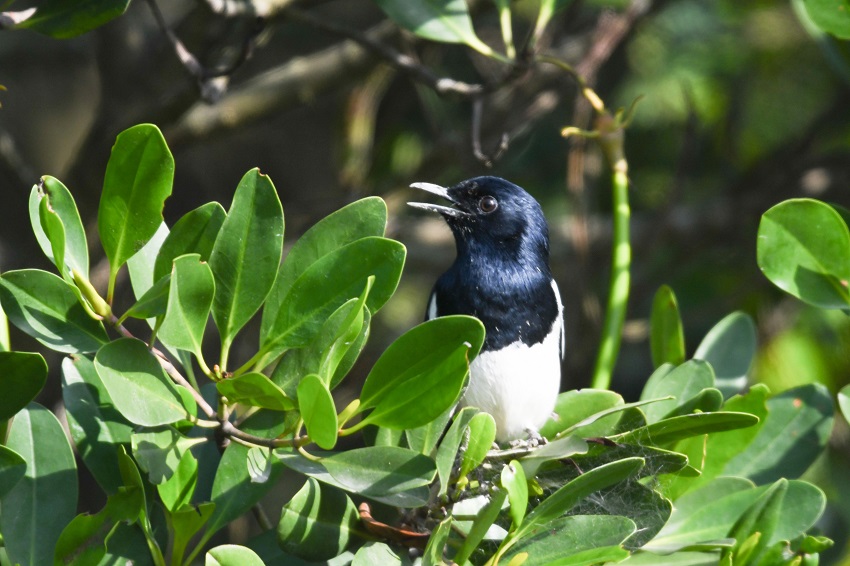 Bird in Mai Po Nature Reserve
